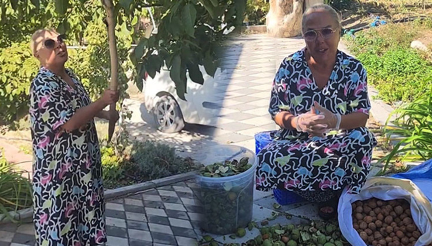Safiye Soyman ceviz hasadına başladı