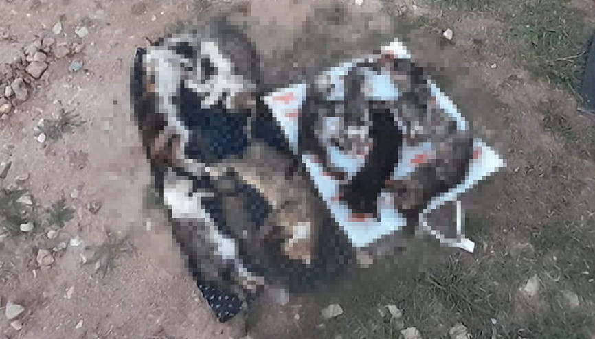 Kırklarelinde barınakta son 48 saatte 8 köpek ile 9 kedi öldü İdari soruşturma başlatıldı Kırklarelinde barınakta son 48 saatte 8 köpek ile 9 kedi öldü İdari soruşturma başlatıldı