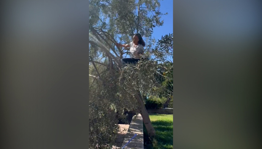 Hülya Avşar ağaca çıktı, hasada başladı