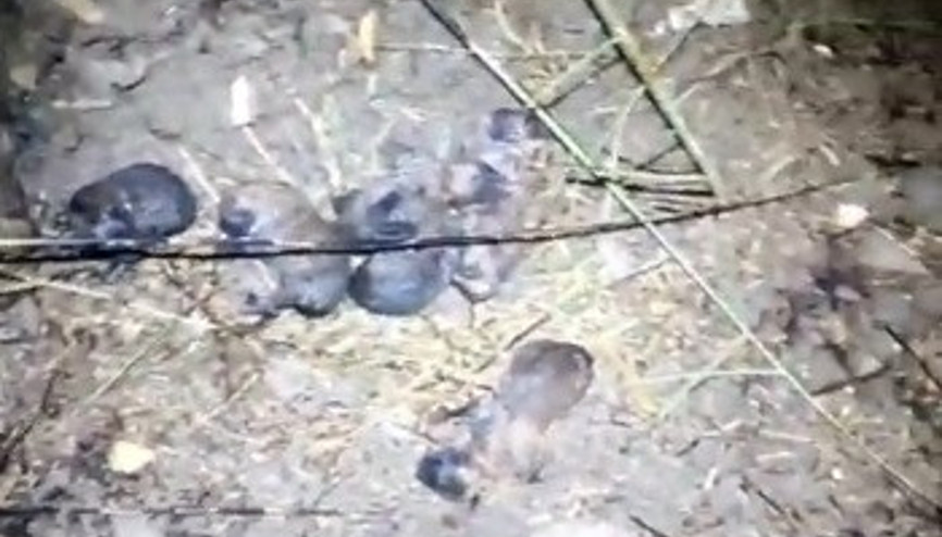 Yavru köpekler anız yangınında alevlerin arasında kaldı Yardımlarına itfaiye erleri yetişti