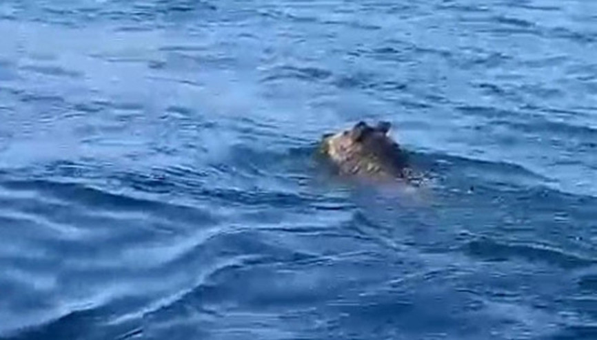 Balıkçı şaşkına döndü: Palamuta geldik, domuz bulduk