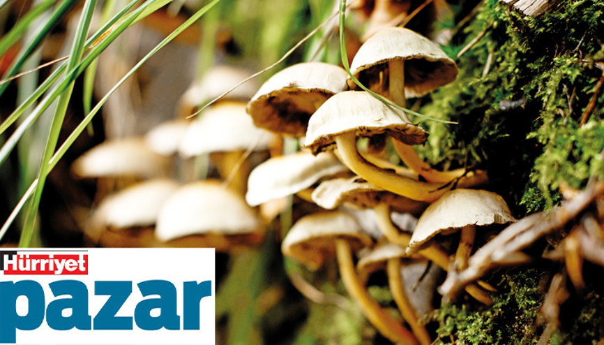 Ormanın derinliklerinde neler oluyor