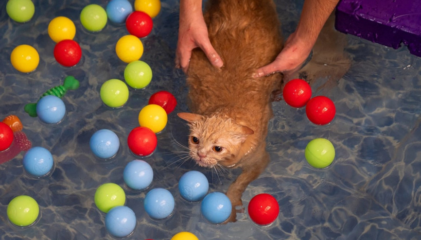 Obez kedi Ekmeke zayıflaması için pilates ve yüzme