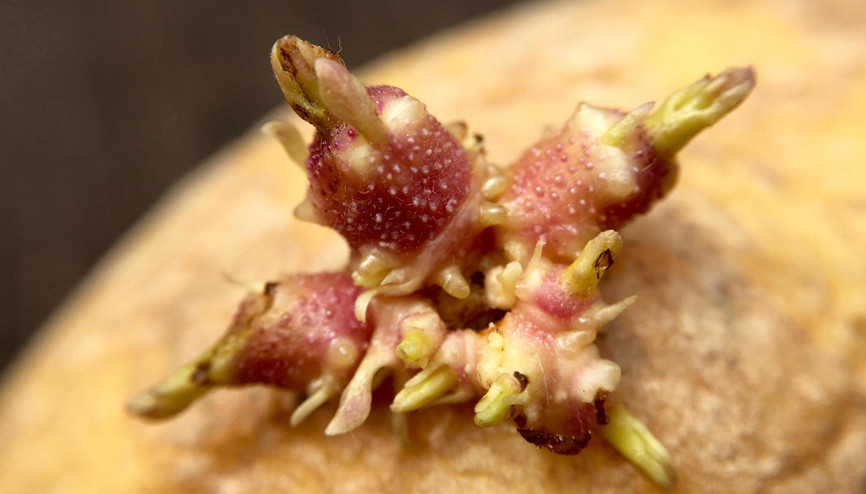 Üstü filizlenmiş ve yeşile dönmüş patatesler tehlike saçıyor