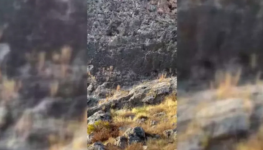 Nesli tükenme tehlikesi altında Çizgili sırtlan, Adıyamanda görüntülendi