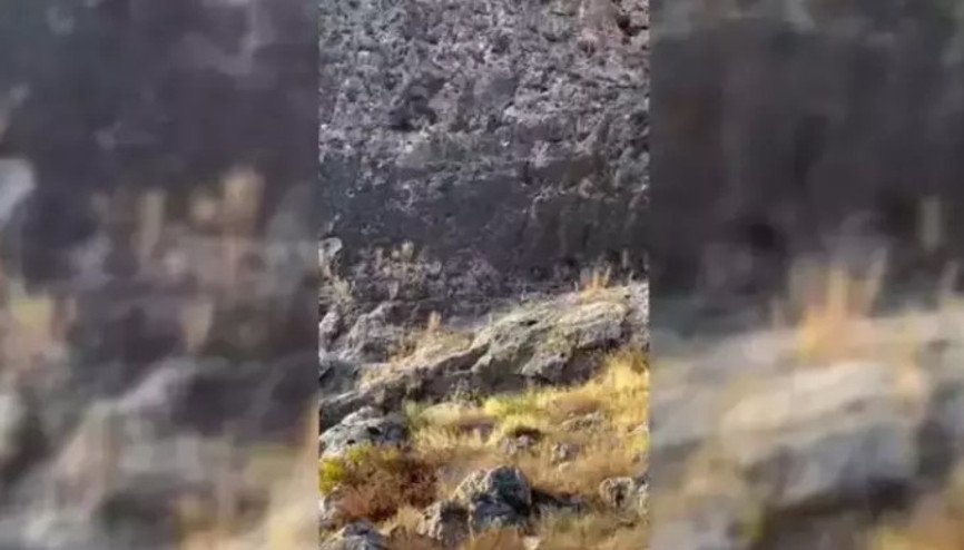 Nesli tükenme tehlikesi altındaki çizgili sırtlan Adıyaman’da görüntülendi