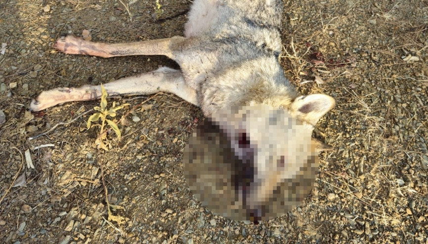 Yol kenarında tüfekle öldürülmüş kurt bulundu
