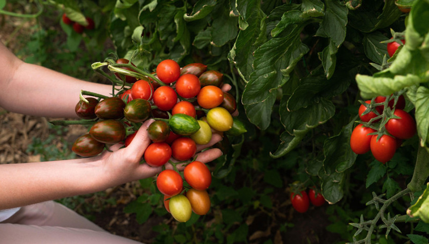 Artık her ürünün organiği var… Peki organik gıdalar gerçekten daha mı faydalı Geleneksel yöntemle yetiştirilen ürünlerden ne farkı var Artık her ürünün organiği var… Peki organik gıdalar gerçekten daha mı faydalı Geleneksel yöntemle yetiştirilen ürünlerden ne farkı var