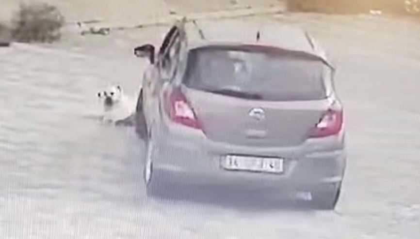 Bodrumda yolda yatan köpeği ezmişti 10 saatlik kamera kaydı incelenerek yakalandı