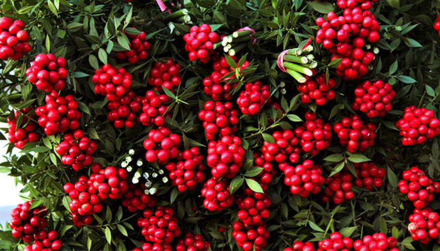 Kokina çiçeğinin anlamı nedir Canlı kokina çiçeği nasıl bakılır, suya konulur mu Kokina dileği nasıl yapılır Merak edilen tüm detaylar