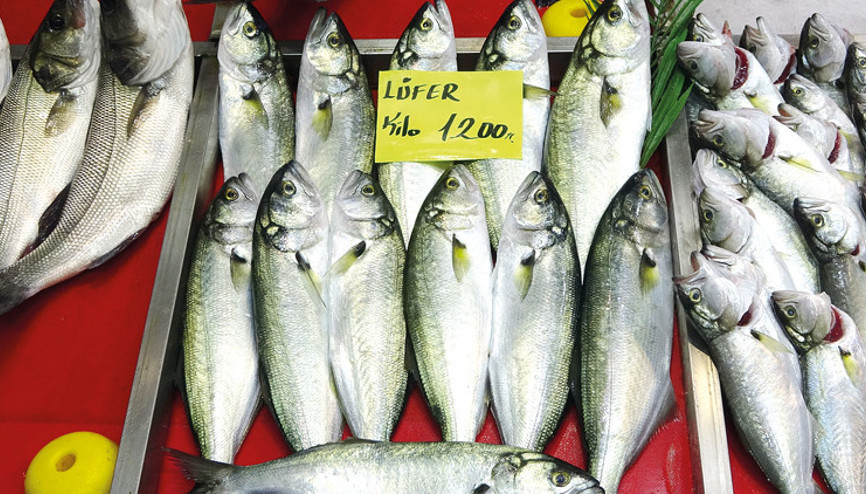 Fiyatı cep yakıyor... Balık bol ama lüfer yok Fiyatı cep yakıyor... Balık bol ama lüfer yok