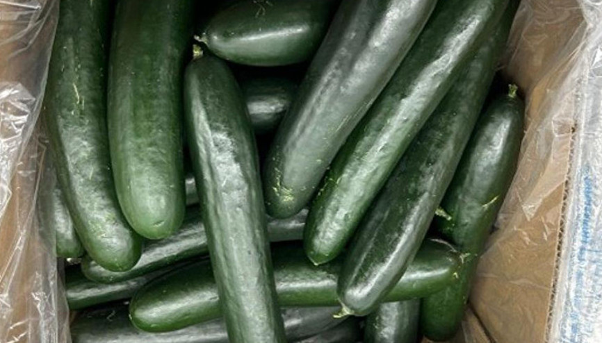 ABDde salmonella paniği: Şimdi de salatalıklar inceleme altında