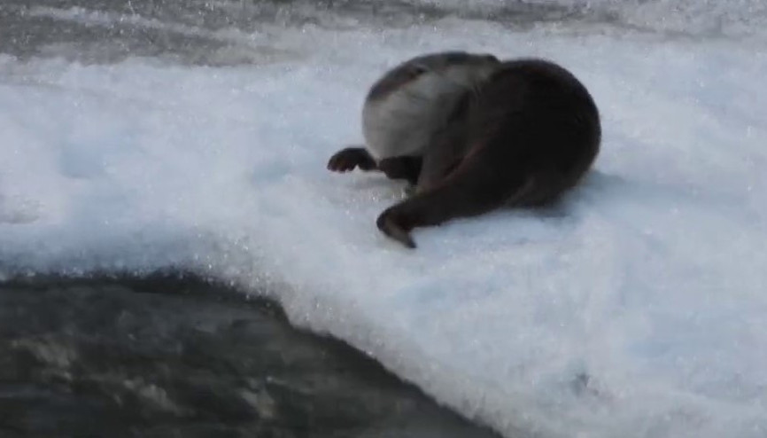 Erzurum’da su samuru kameraya yansıdı
