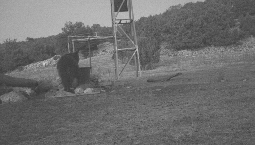 Manisada fotokapanla ilk kez boz ayı görüntülendi