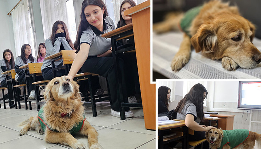 Öğrencilerin peşinden okula giren köpek, 6 yıldır derslere neşe katıyor