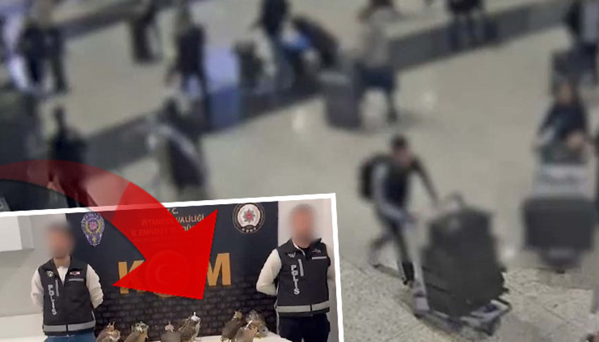 Arap şeyhlerine tanesini 100 bin dolara satacaklardı... Türkiyeden çıkarmaya çalışırken yakalandılar Zenginliğin simgesi olarak kabul ediliyor