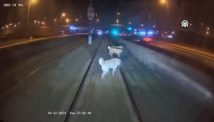 Raylara bağlanan köpek vatmanın dikkati sayesinde kurtarıldı