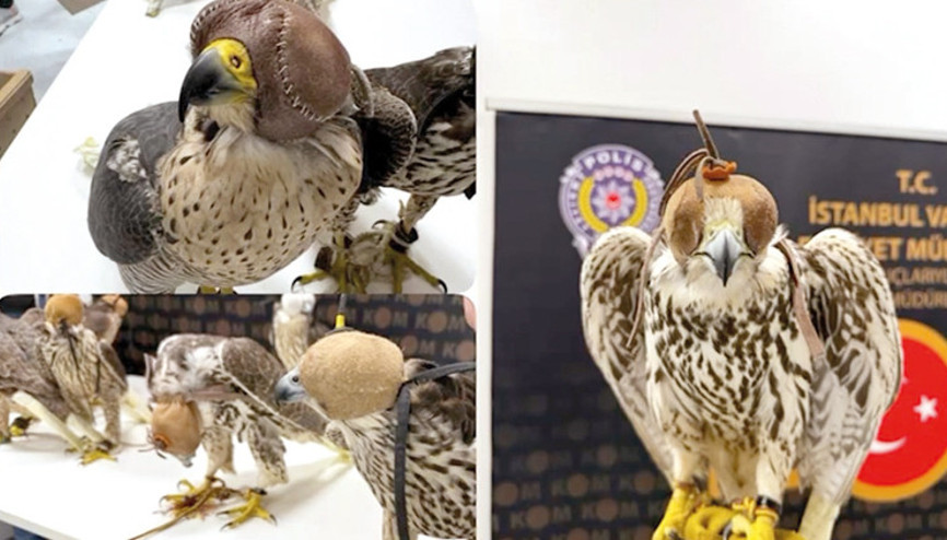 Şeyhin kaçak kuşları havalimanından geçemedi