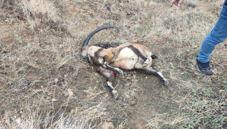 İYİ Parti Milletvekili Ünal Karamana yasak av cezası