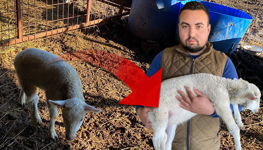 Koyun doğum yaptı, kuzuyu gören besi sahibi gözlerine inanamadı: İlk defa başıma geldi, şaşırdık