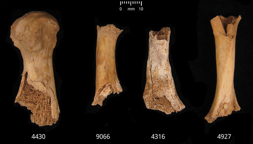 Tarihteki en kanlı katliam: 4 bin 200 yıl önce yamyamlık