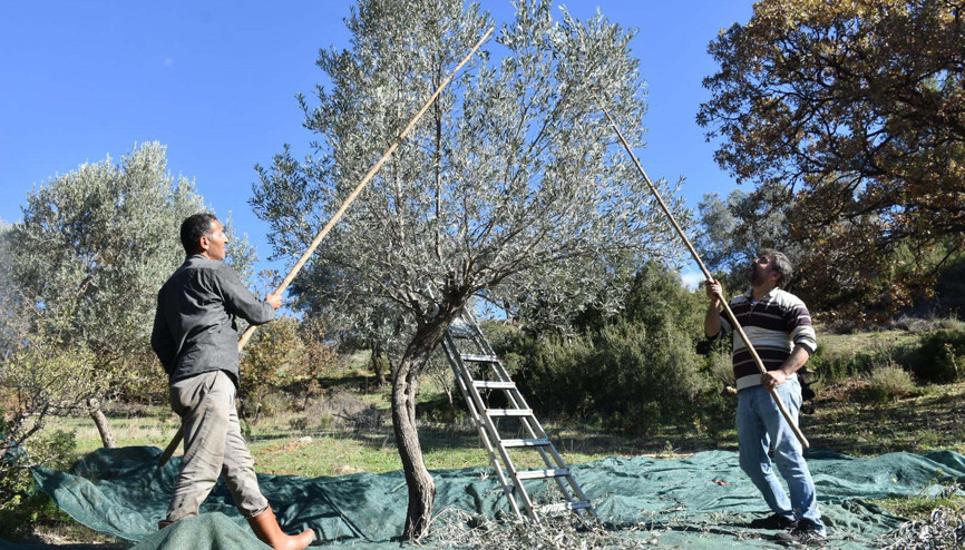 Asırlık zeytin ağaçlarında hasat Asırlık zeytin ağaçlarında hasat