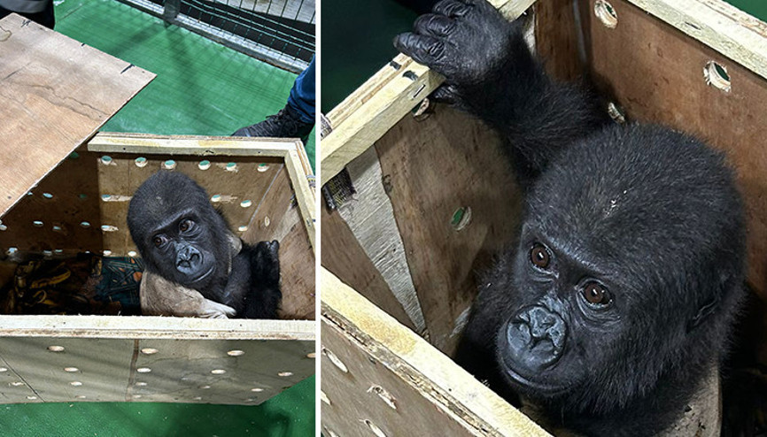 İstanbul Havalimanında yakalandı Nesli tükenmek üzere