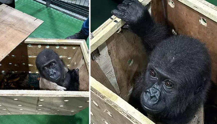 İstanbul Havalimanında goril yavrusu yakalandı