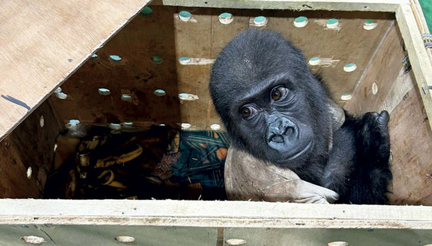 Havalimanında yavru goril yakalandı