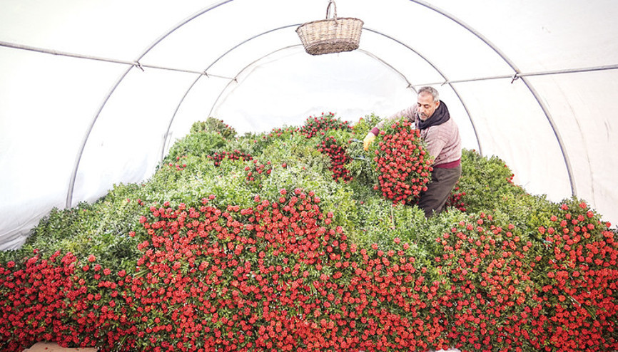 Kokinanın zorlu serüveni
