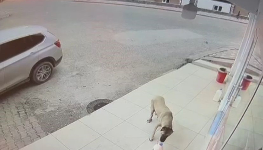 Süt bidonu her gün kayboluyordu...  Görüntüleri izleyince gerçek ortaya çıktı