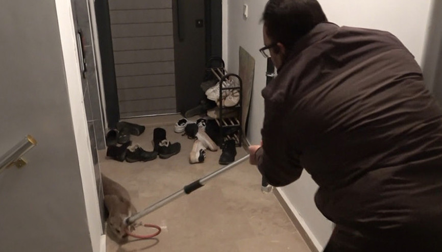 Nereden geldi, nasıl girdi kimse anlamadı Sivasta apartman sakinleri şaşkına döndü