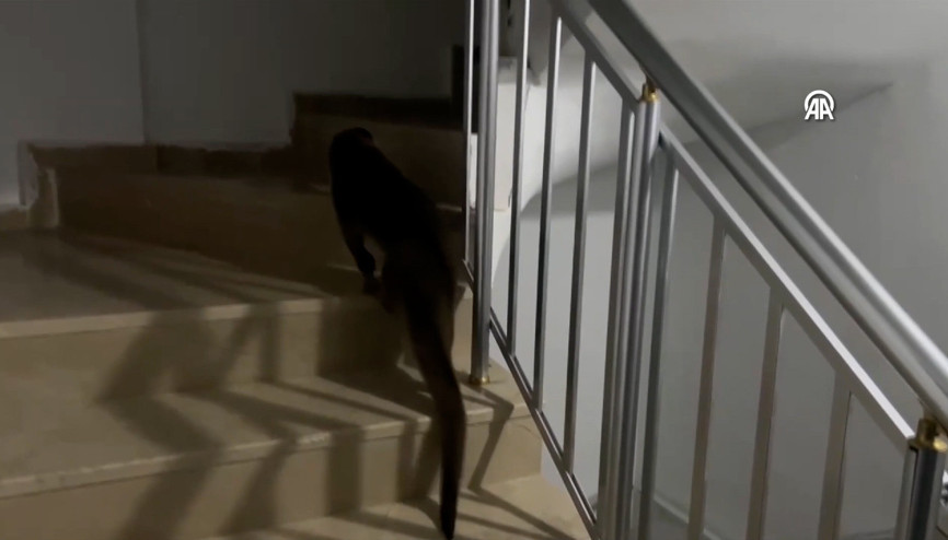 Apartmana giren su samuru doğal ortamına salındı