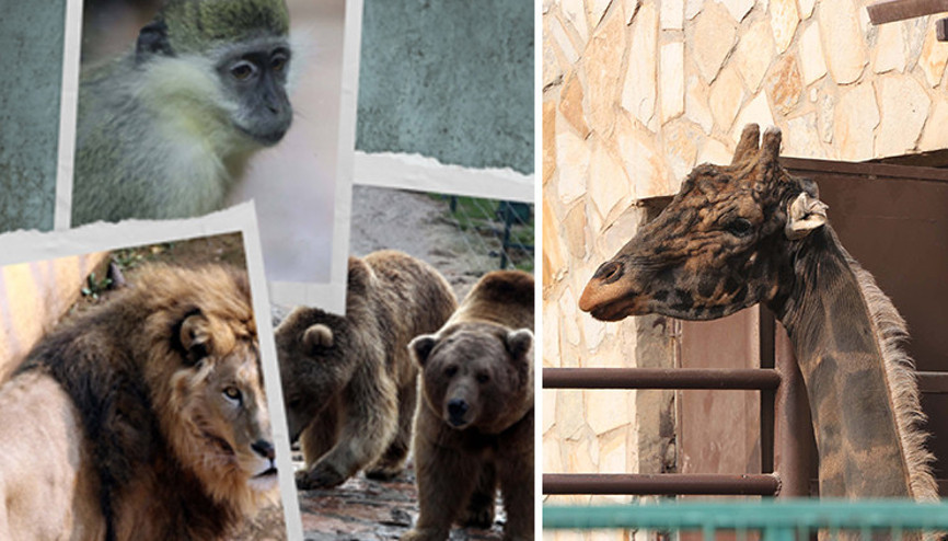 Türkiyenin en büyük hayvanat bahçesinde ziyaretçi rekoru kırıldı