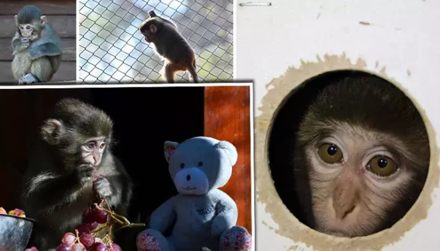 Kolide bulunan maymun yavrusu Fıstık, yaşam parkının maskotu oldu