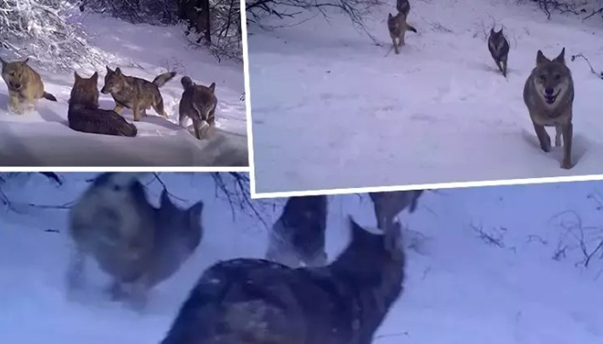 Uludağ’da kurt sürüsü fotokapanla görüntülendi