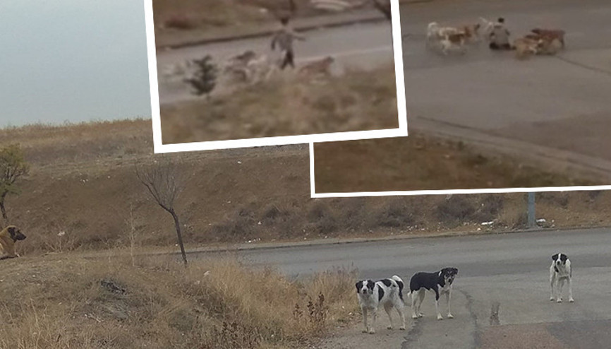 Ankarada köpeklerin saldırı anı kamerada