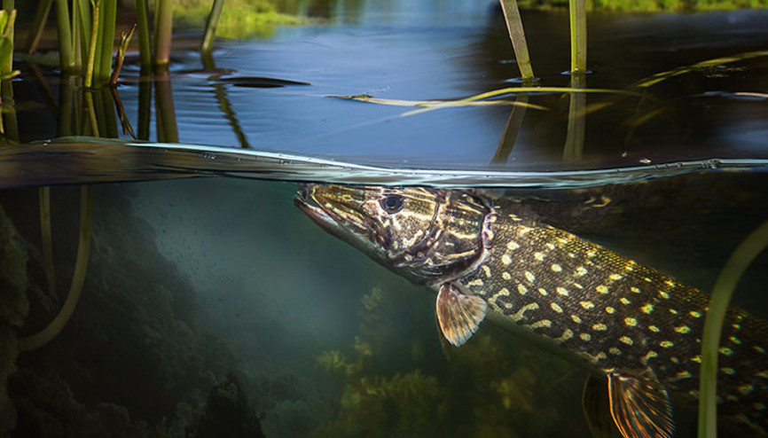 Bilim insanları uyardı: Tatlı sulardaki yaşam tehdit altında