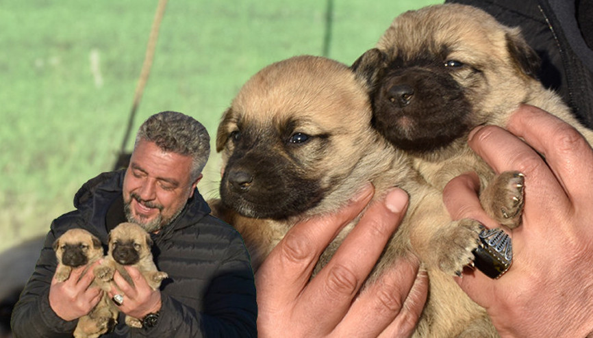 Kangal köpeği sevdası onu girişimci yaptı: Üretim çiftliği kurdu... Bu işteki en başarılı ırk