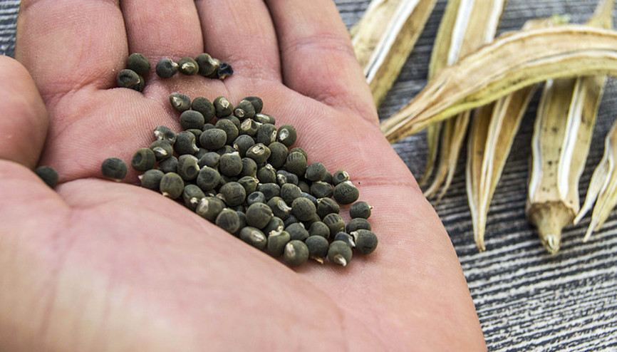 Dizlerdeki sıvı kaybı için doğal kür Kıkırdak iyileşmesine yardımcı oluyor