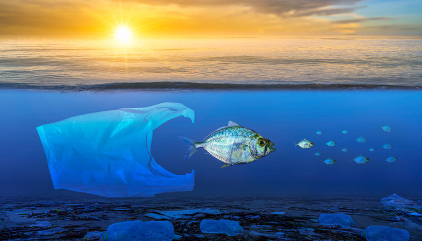 Araştırma sonuçları korkuttu: Yüzde 99unda mikroplastik bulundu Hangi balıklar daha riskli