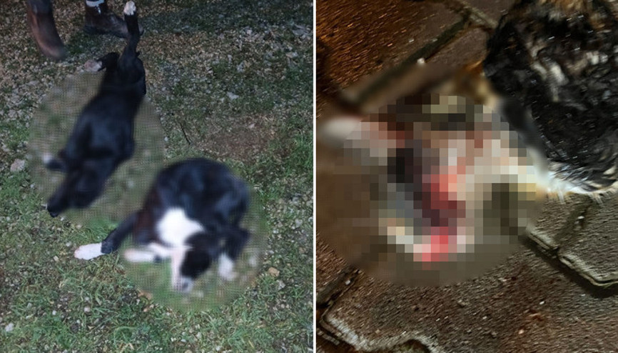 Bursada vahşet 6 köpek ile 1 kedi ölü bulundu