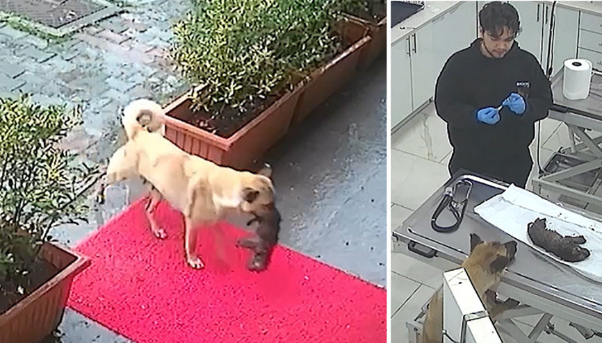 İstanbulda sahipsiz köpek ölmek üzere olan yavrusunu veteriner kliniğine getirdi... O anlar güvenlik kamerasında