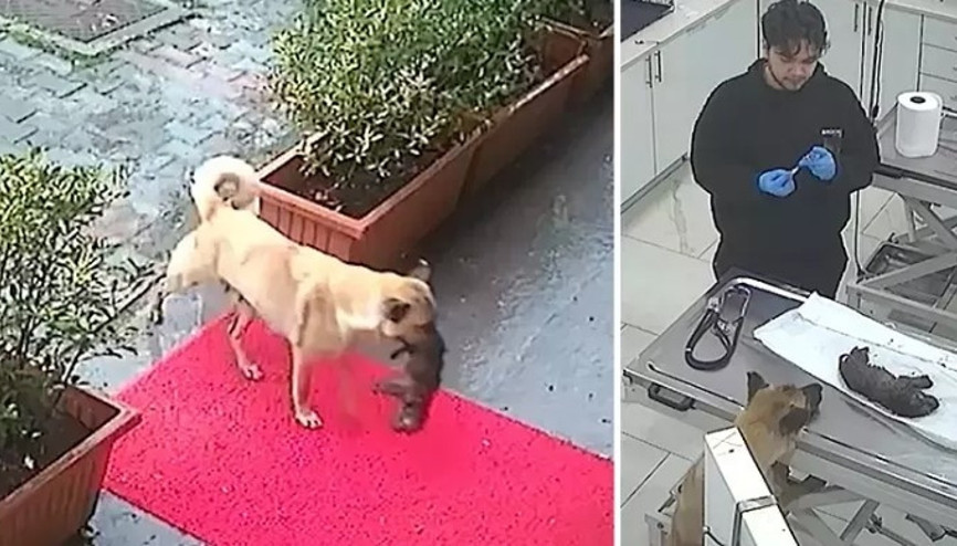 İstanbul’da sahipsiz köpek ölmek üzere olan yavrusunu veterinere getirdi