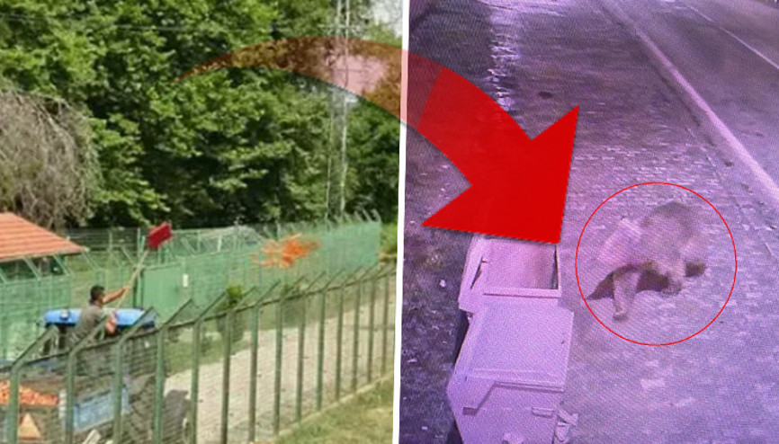 Vatandaşlar uyarıldı Çit devrilince firar etti, ekipler peşine düştü... Sokakta yiyecek ararken görüntülendi