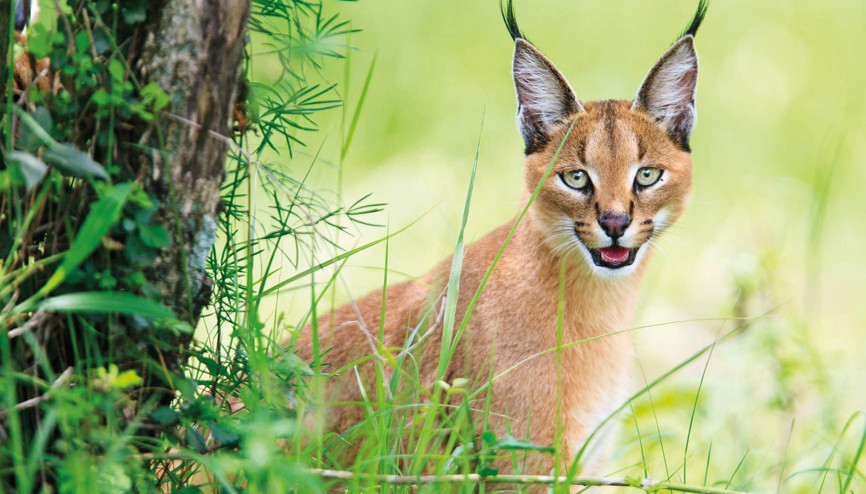 Avlayana 611 bin TL’lik karakulak cezası