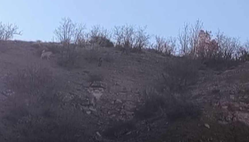 Besiciye saldıran domuzları köpekler kovaladı; o anlar kamerada