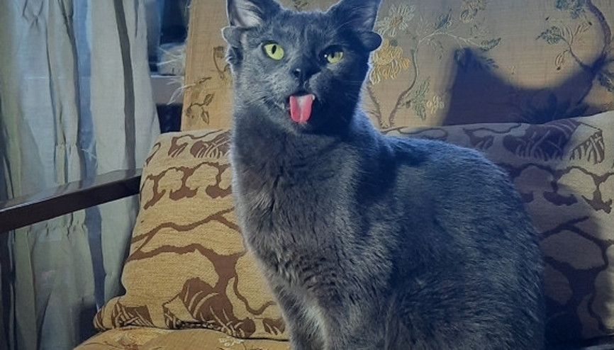 Dört kulaklı kediyi görenler şaşkınlığını gizleyemedi: Sosyal medyada ilgi odağı oldu