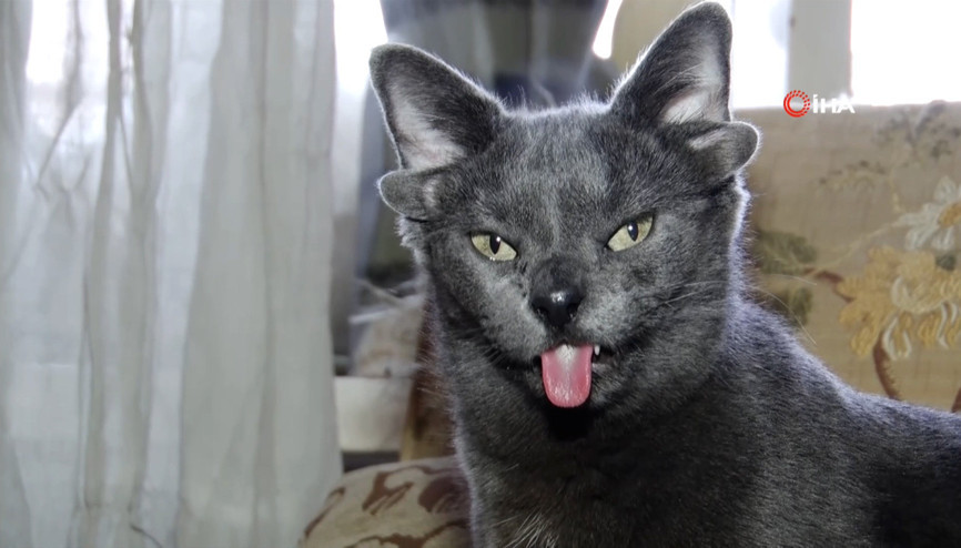 Dört kulaklı kedi Midas sosyal medyada ilgi odağı oldu
