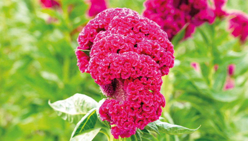 Gıdalarda kullanılacak şifa kaynağı altı bitki